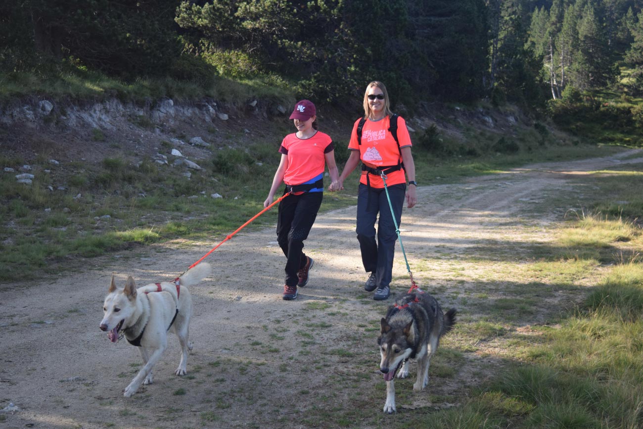 Activités de loisir et médiation animale avec des chiens de traineau, chien de traineau, chien,balade, randonnée, cani-marche, cani-rando, ariège, pyrénées, occitanie